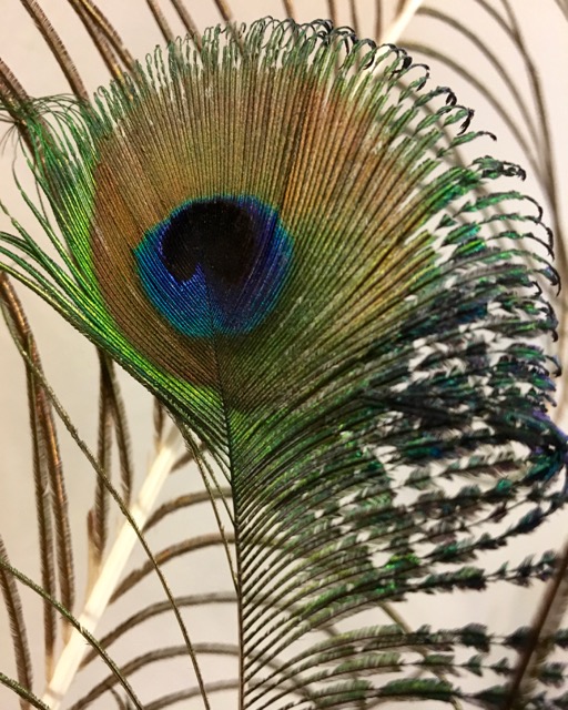 Pecock feather