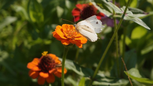 Butterfly on Flower