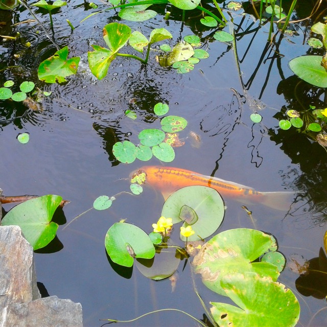 Koi Ponds